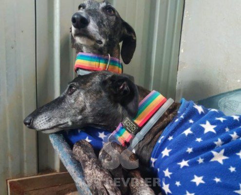 Flequillo-galgo