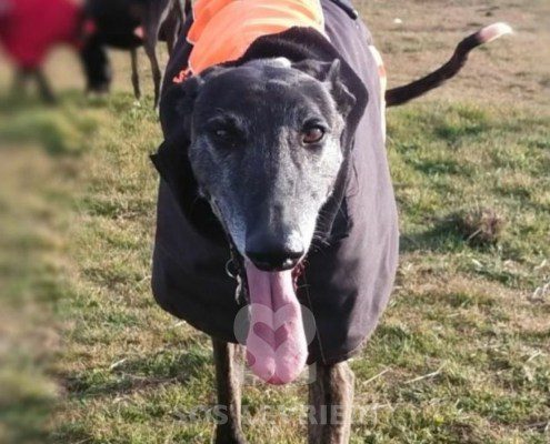 Flequillo-galgo