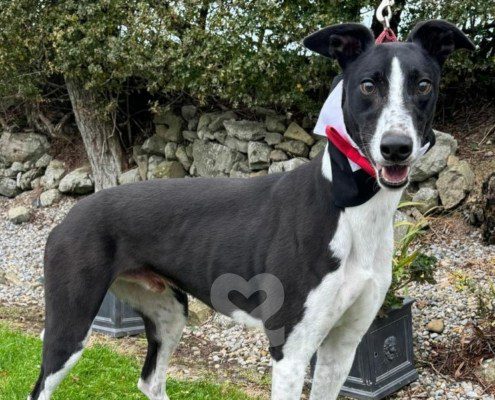 Marty-Greyhound