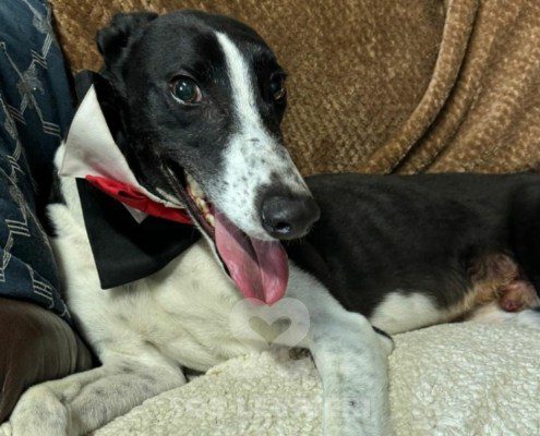 Marty-Greyhound