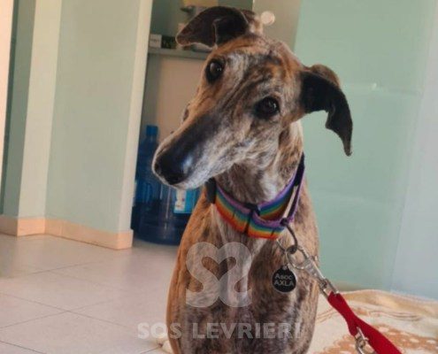 Mezcal-galgo
