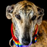 Mezcal-galgo