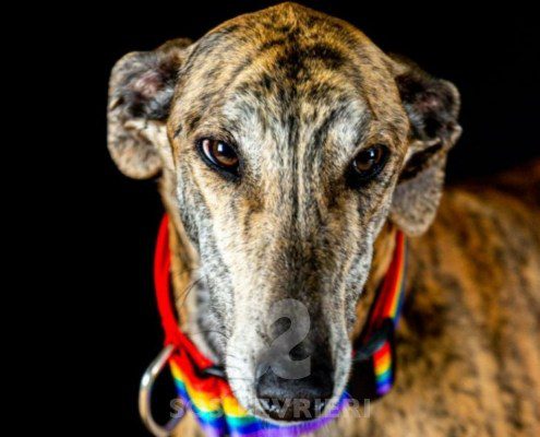 Mezcal-galgo