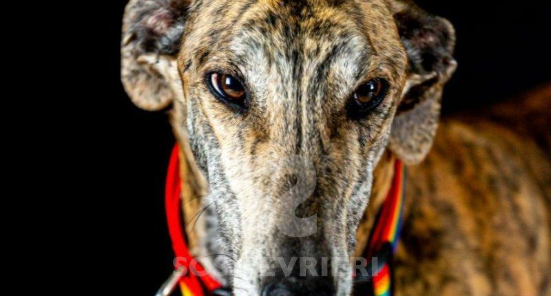 Mezcal-galgo