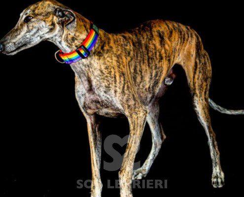 Mezcal-galgo