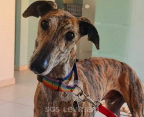 Mezcal-galgo