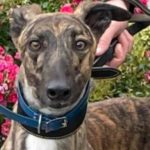 Panther-greyhound