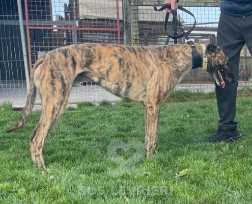 Patsy-greyhound
