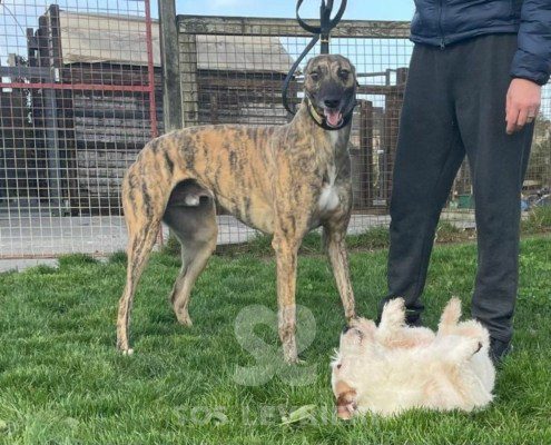 Patsy-greyhound
