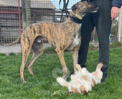 Patsy-greyhound