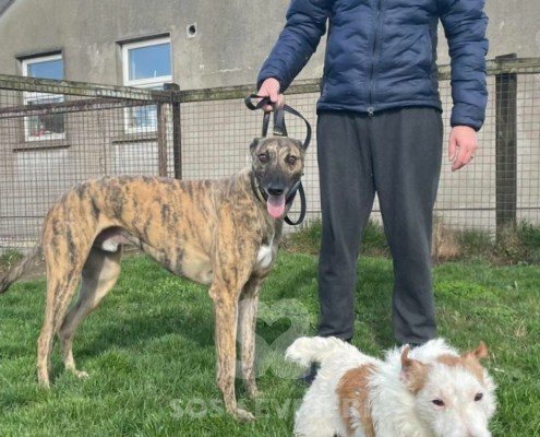 Patsy-greyhound