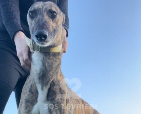 Patsy-greyhound