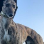 Patsy-greyhound