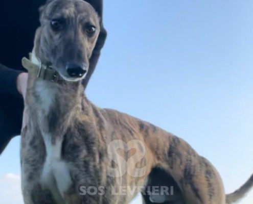 Patsy-greyhound
