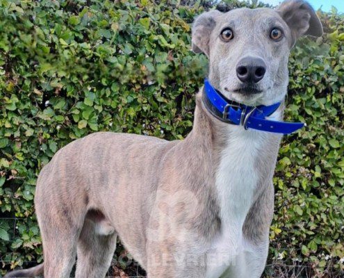 Percival-Greyhound