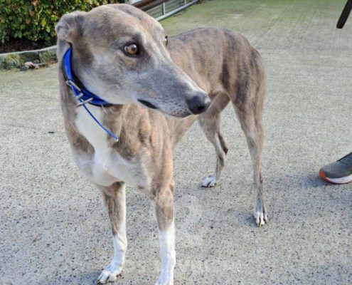 Percival-Greyhound