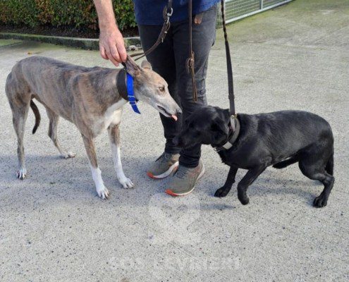 Percival-Greyhound