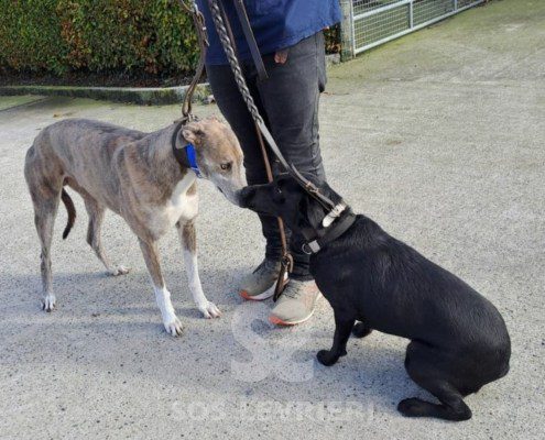 Percival-Greyhound