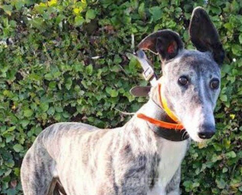 Sabina-greyhound