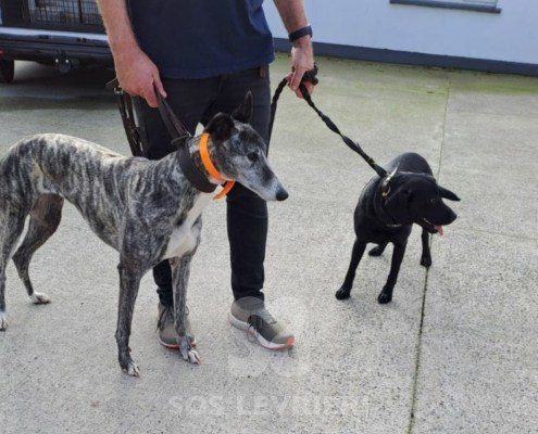 Sabina-greyhound