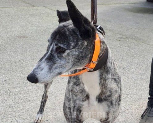 Sabina-greyhound