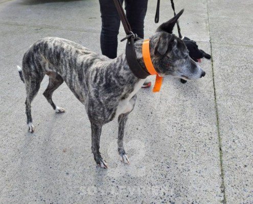 Sabina-greyhound