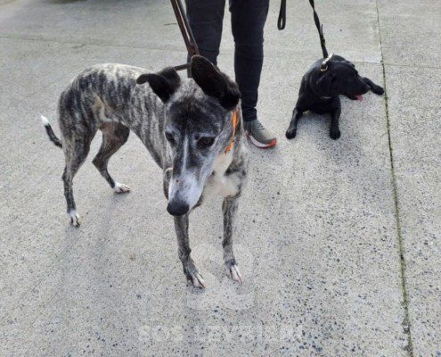 Sabina-greyhound