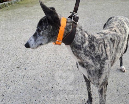 Sabina-greyhound