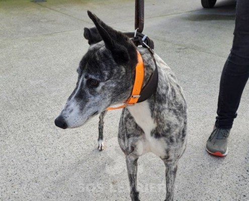 Sabina-greyhound