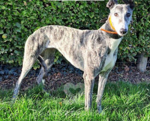 Sabina-greyhound