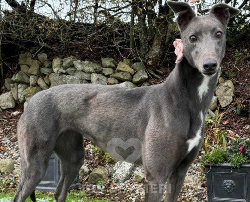 Apollonia-greyhound