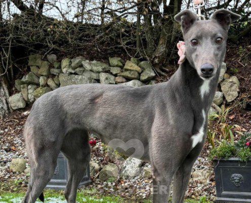 Apollonia-greyhound