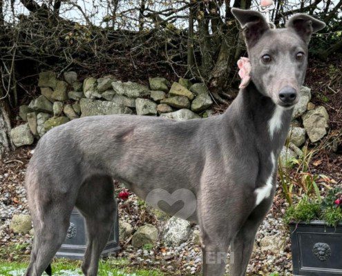 Apollonia-greyhound