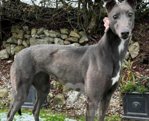 Apollonia-greyhound