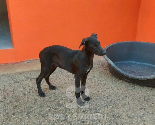 Ares-galgo