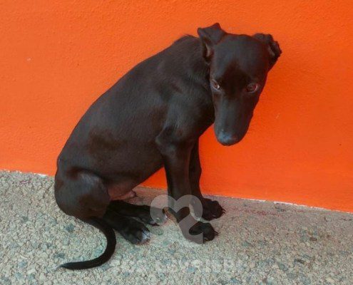 Ares-galgo
