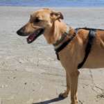 Zar-Galgo