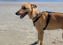 Zar-Galgo