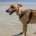 Zar-Galgo