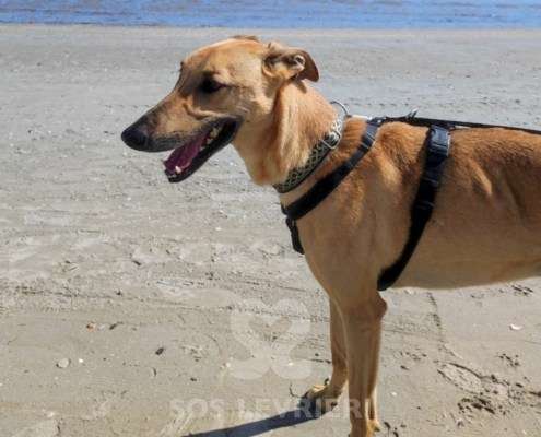 Zar-Galgo