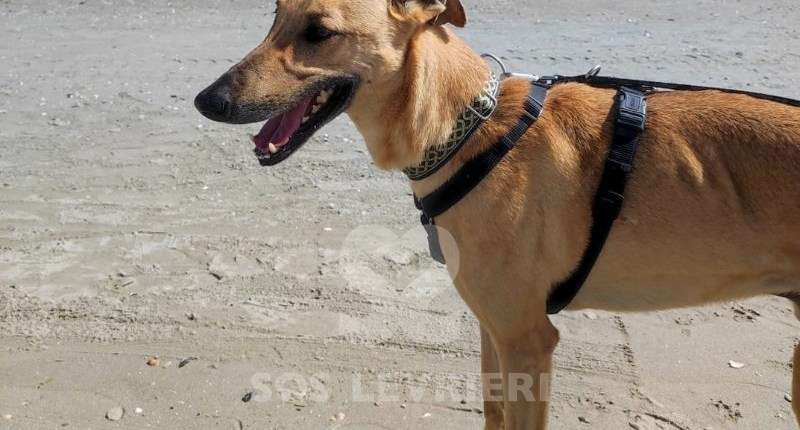 Zar-Galgo
