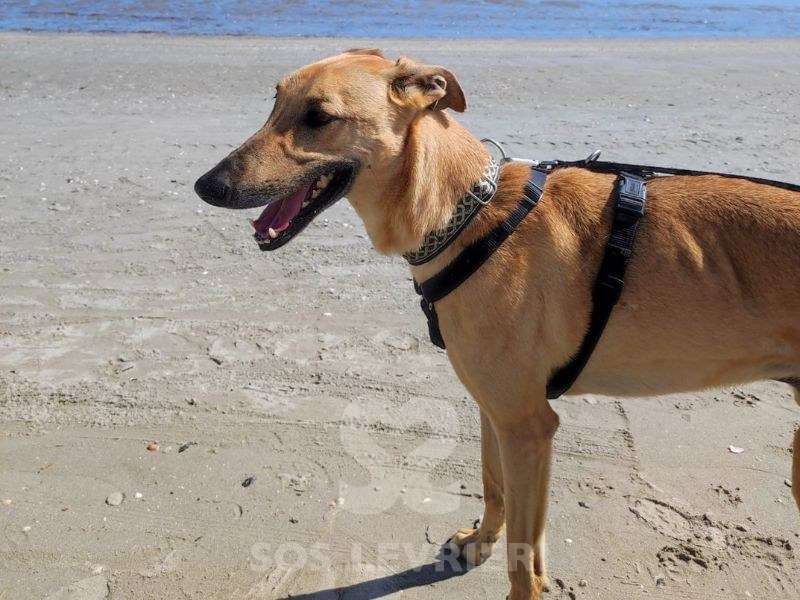 Zar-Galgo