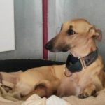 Zar-galgo
