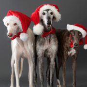 Festa di Natale SOS Levrieri 2024
