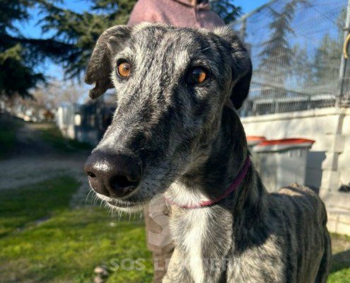 Campeón-galgo