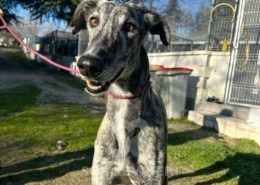 Campeón-galgo