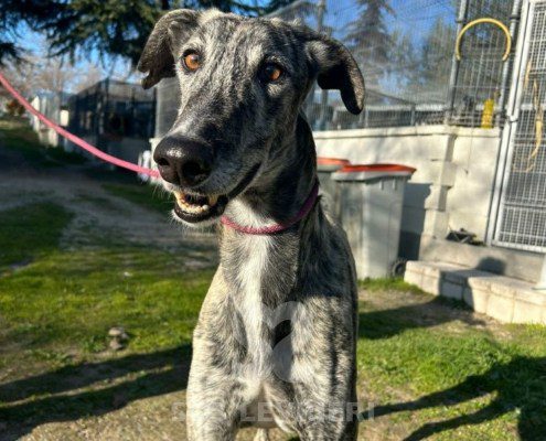 Campeón-galgo