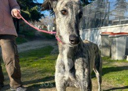 Campeón-galgo