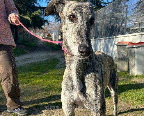 Campeón-galgo