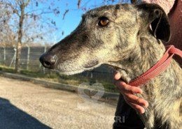 Disparáte-galgo